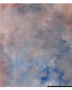 Falcon Eyes Tissu de Fond S122 2,9x7 m